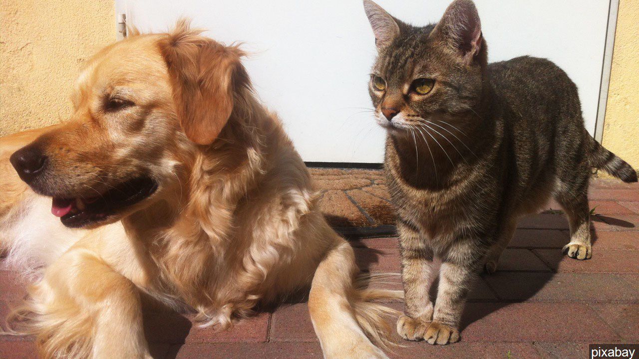 Dog and cat